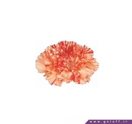 گل میخک لایت استار - Carnation | گل آف